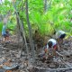 55- A la recherche des crabes de cocotier 